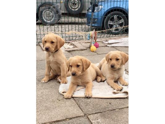 PoulaTo: Labrador Retriever Σκύλοι και κουτάβια προς πώληση